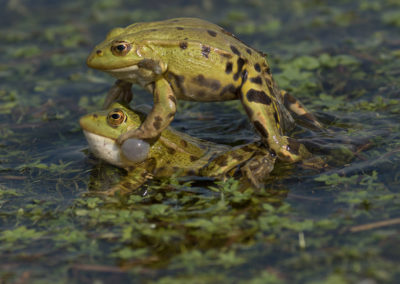 Amphibiens-Grenouilles vertes en période de reproduction.