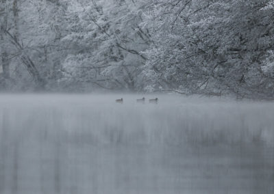 Canards colverts dans la brume sur la Mayenne couverte de givre