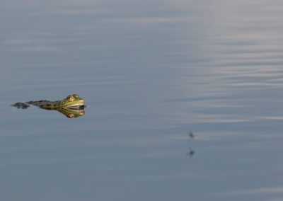 Amphibiens-Grenouille verte qui observe son repas